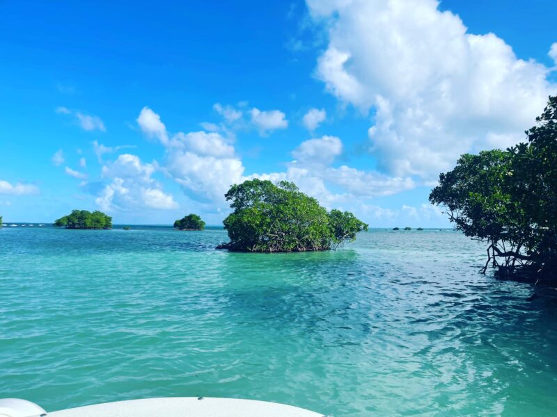 Découverte du lagon et de la mangrove en bateau guidée par des passionnés