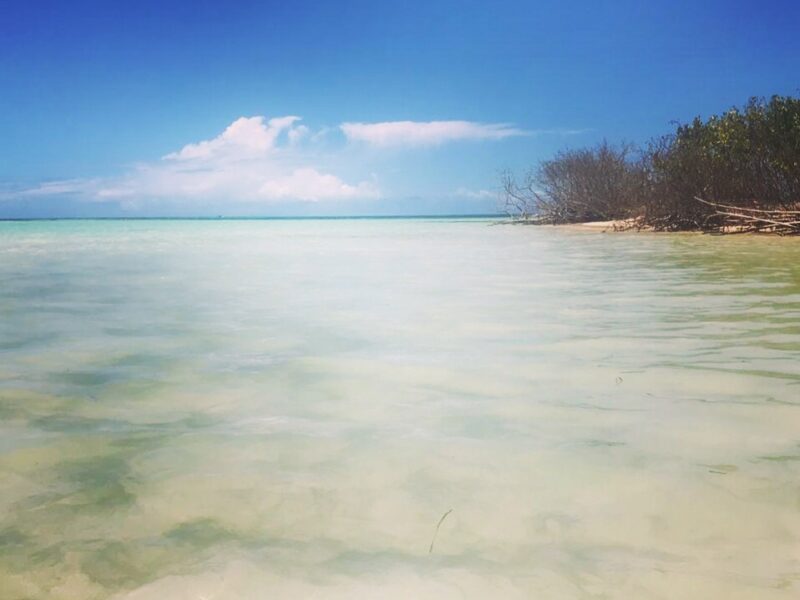 Découverte du lagon et de la mangrove en bateau guidée par des passionnés